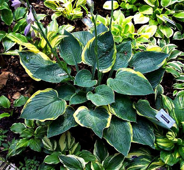 'Battle Star' Hosta Courtesy of Randy Goodwin