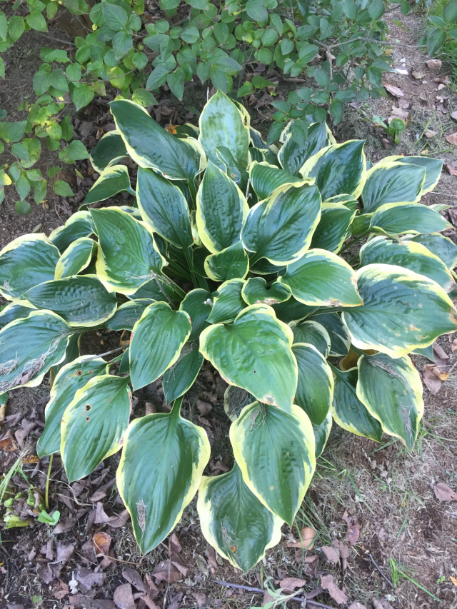 'Battle Star' Hosta in Late Summer From NH Hostas