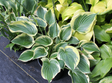 'Beautiful Dreamer' Hosta Courtesy of Green Hill Farm