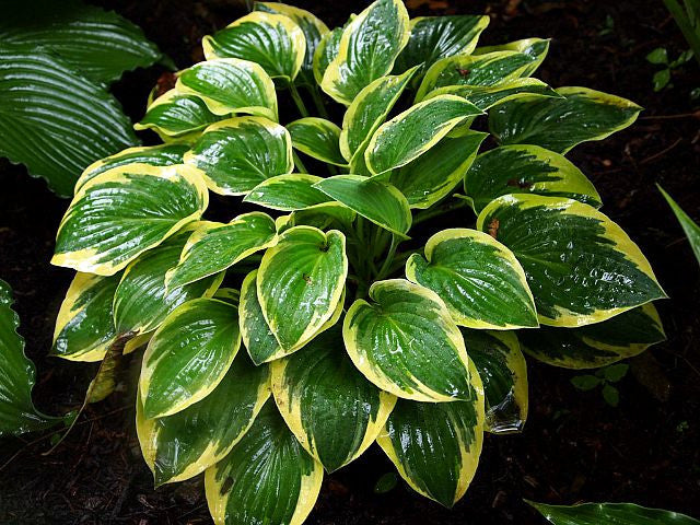 Bedazzled Hosta Courtesy of Green Hill Hostas