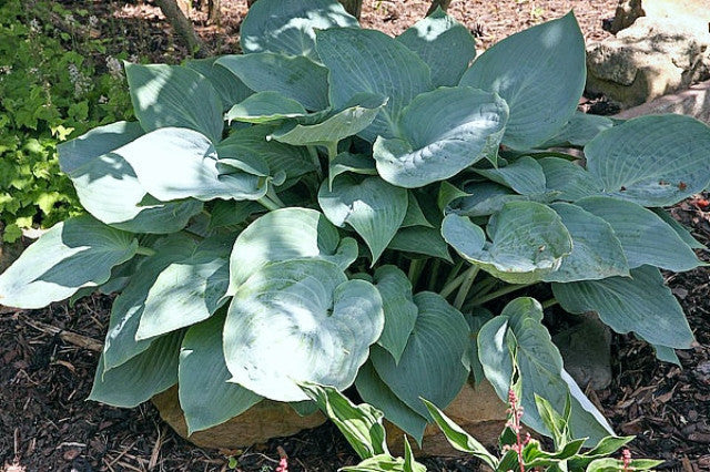 Hosta 'Bedford Blue' Courtesy of the Hosta Library