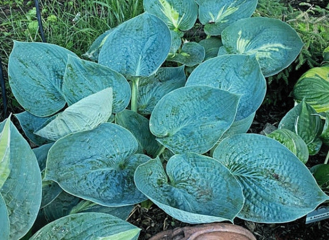 Hosta 'Beer Belly Blues' Courtesy of the Hosta Library