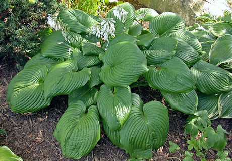 Hosta 'Behemoth' Courtesy of Carol Brashear