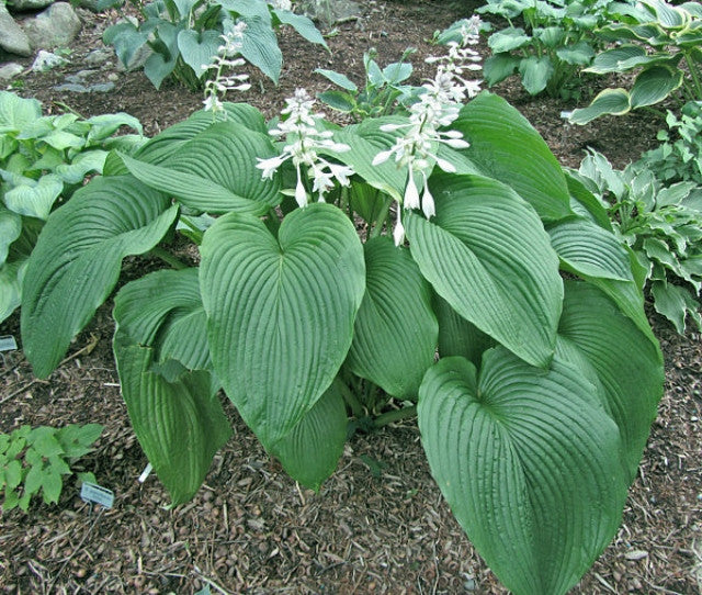 Hosta 'Behemoth' Courtesy of Carol Brashear