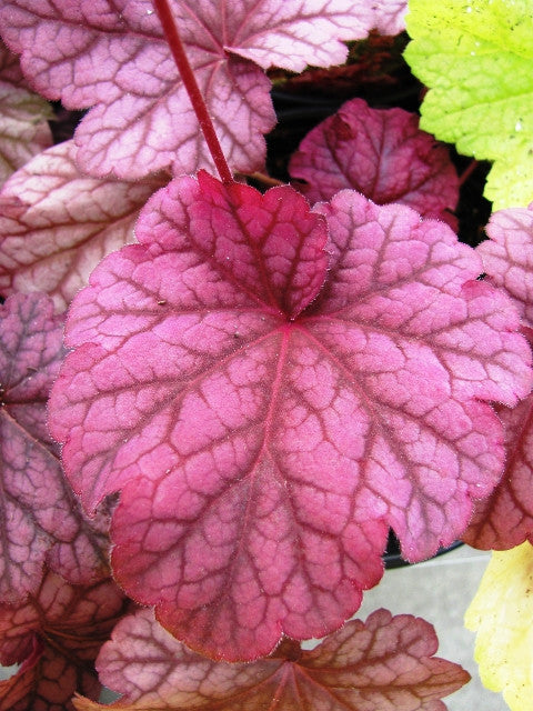 Courtesy of Walters Gardens