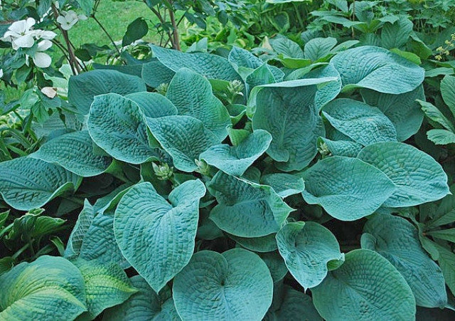 Hosta 'Big Mama' Courtesy of Stefan Rank and the Hosta Library