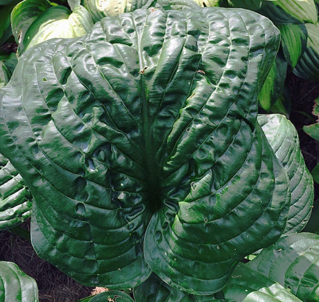 Hosta 'Big B' Courtesy of Ellie Verdon