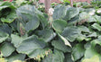 Hosta 'Big Bubba' Courtesy of Clarence Hanna