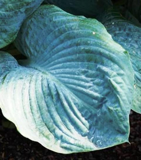 'Bigga Luigi' Hosta