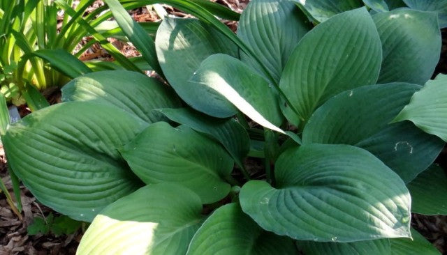 'Biggie' Hosta