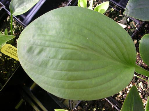 'Biggie' Hosta
