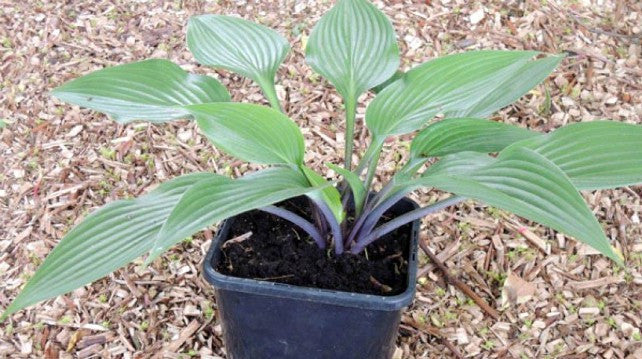 Hosta 'Black Light' Courtesy of Danny Van Eechaute