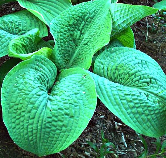 'Blarney Stone' Hosta Courtesy of Rick Goodenough