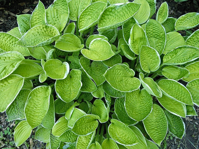 Hosta 'Blessings' Courtesy of Gayle Hartley Alley and the Hosta Library