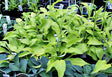 'Blonde Elf' Hosta From NH Hostas
