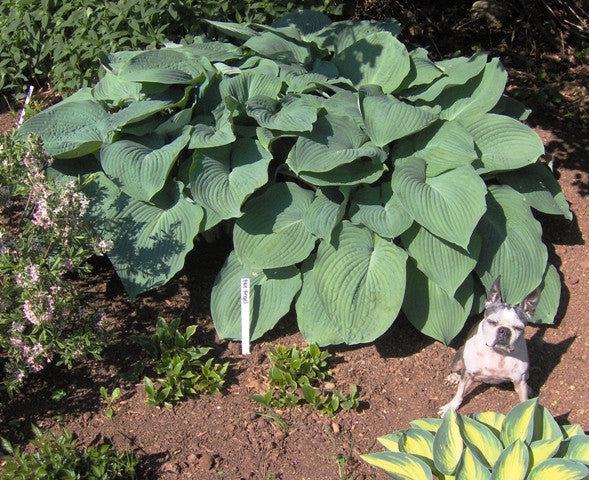 'Blue Angel' Hosta From NH Hostas