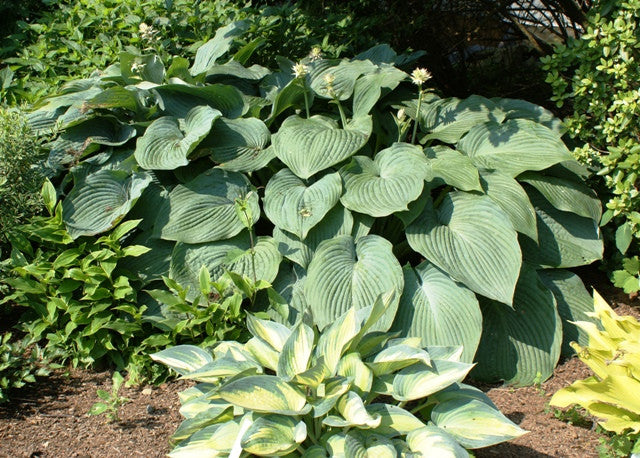 'Blue Angel' Hosta From NH Hostas