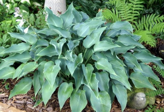 'Blue Arrow' Hosta From NH Hostas