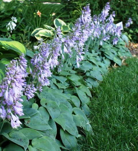 Blue Cadet Hosta