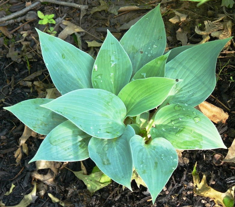 'Blue Clown' Hosta From NH Hostas