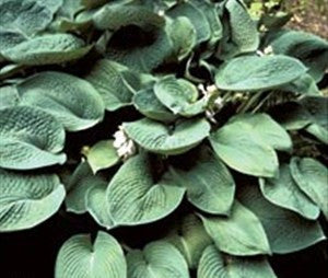 'Blue Dome' Hosta Courtesy of Q&Z Nursery