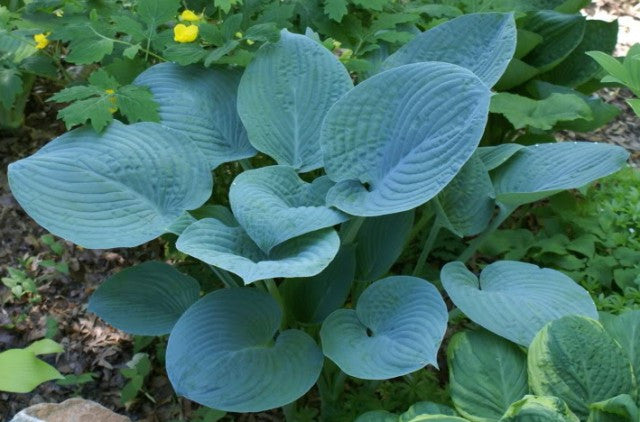 'Blue Hawaii' Hosta From NH Hostas