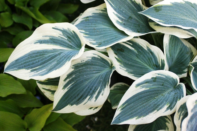 'Blue Ivory' Hosta Courtesy of Walters Gardens