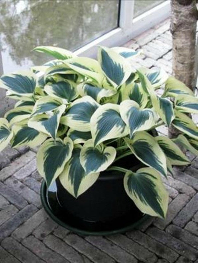 'Blue Ivory' Hosta Courtesy of Walters Gardens