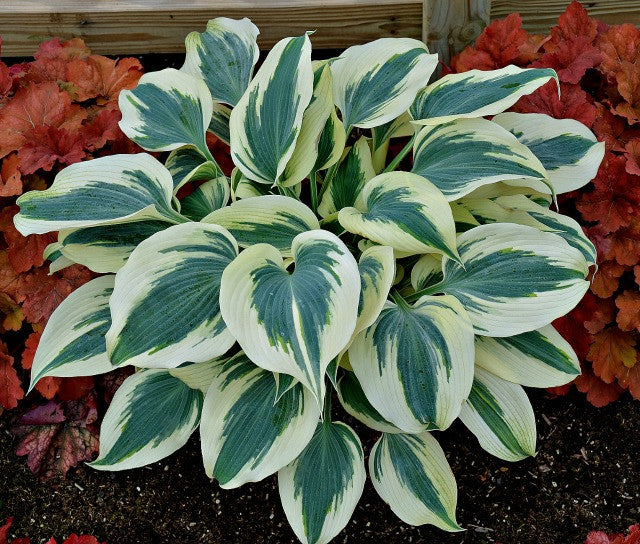 'Blue Ivory' Hosta Courtesy of Walters Gardens