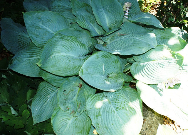 'Blue Mammoth' Hosta From NH Hostas