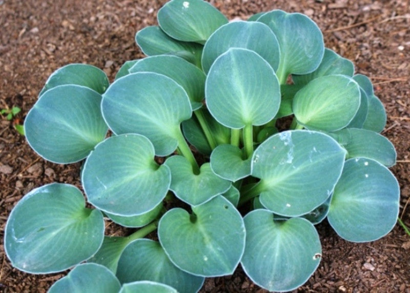 'Blue Mouse Ears' Hosta From NH Hostas