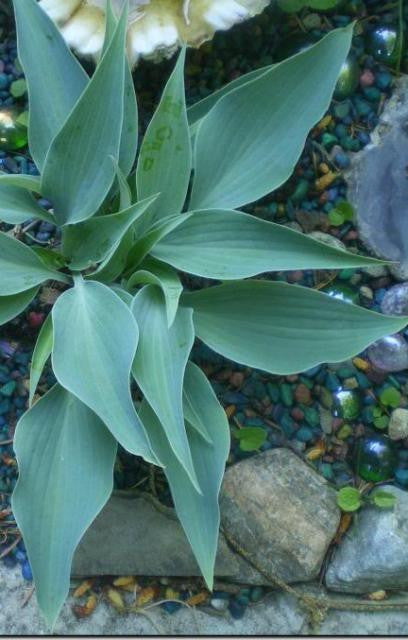 'Blue Sliver' Hosta