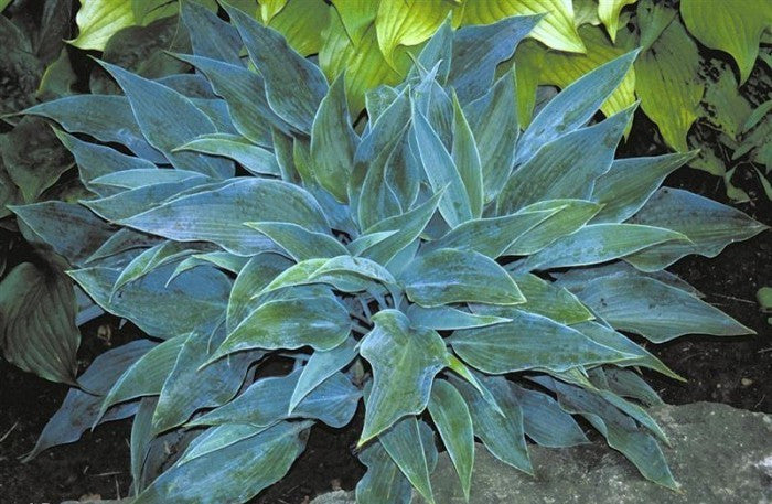 'Blue Sliver' Hosta Courtesy of Shady Oaks Nursery