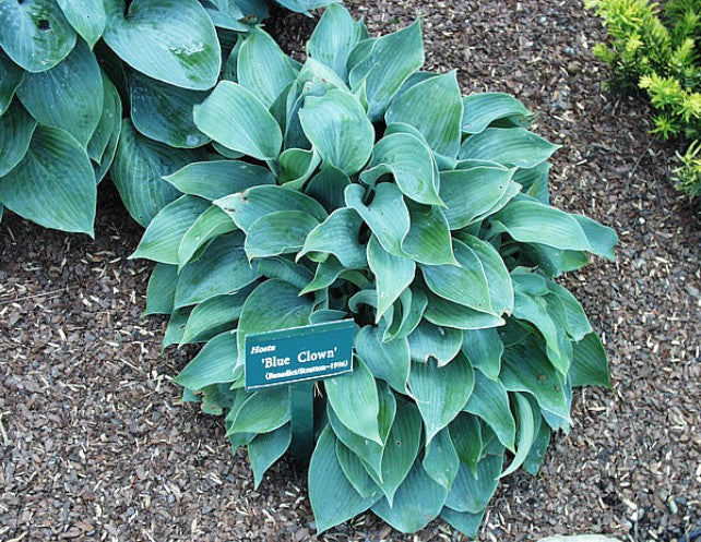 'Blue Clown' Hosta Courtesy of Carol Brashear