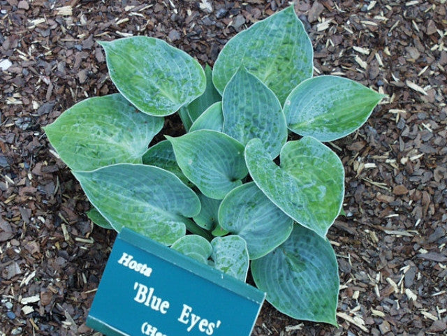 Hosta 'Blue Eyes' Courtesy of Carol Brashear