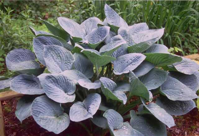 'Blue Hawaii' Hosta Courtesy of Olga Petryszyn