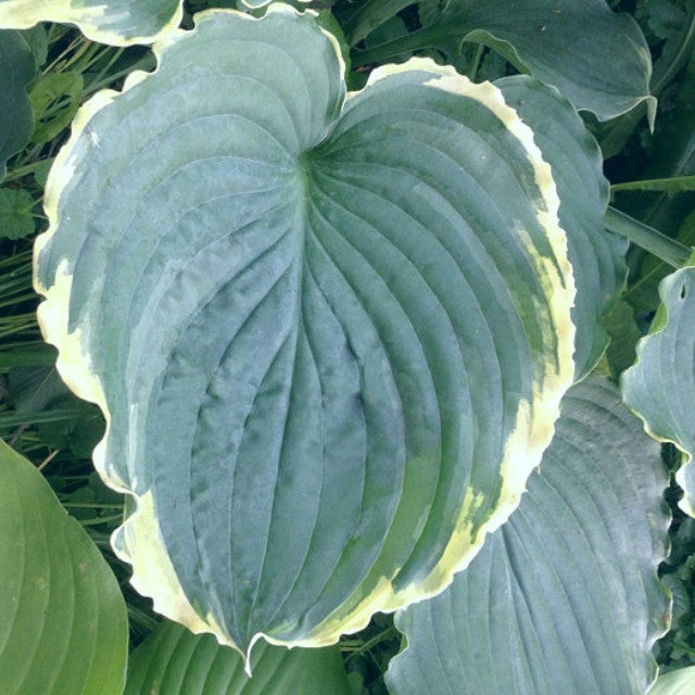 Hosta 'Blue Jeans Bling' Courtesy of Doug Ruff and the Hosta Library