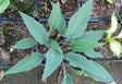 Hosta 'Blue Skin' Courtesy of Danny Van Eechaute