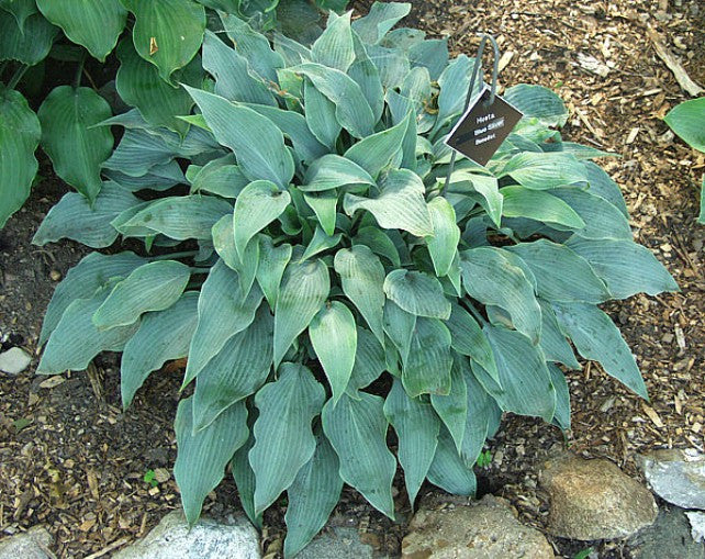 'Blue Sliver' Hosta Courtesy of Carol Brashear