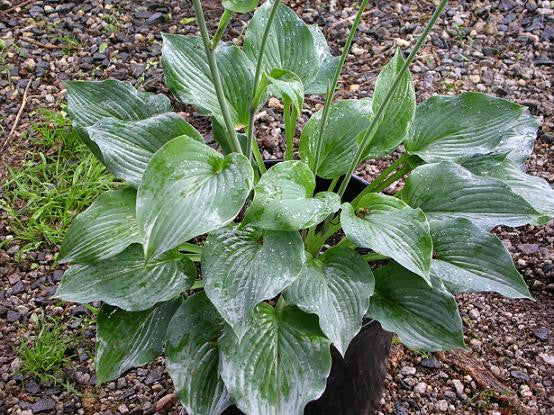 'Blue Boy' Hosta From NH Hostas