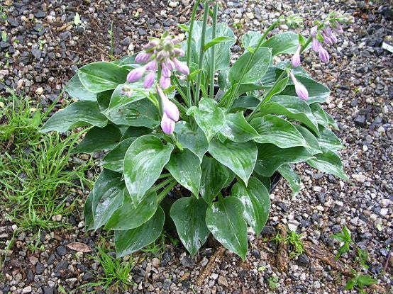 'Blue Cadet' Hosta From NH Hostas