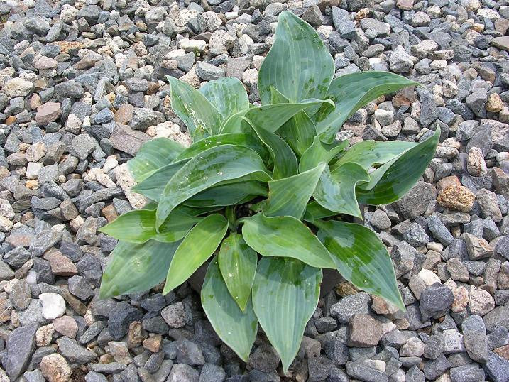 'Blue Clown' Hosta From NH Hostas