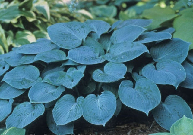 Hosta 'Blue Danube' Courtesy of Mike Shadrack