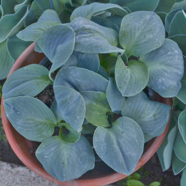 'Blue Elf' Hosta Courtesy of Walters Gardens