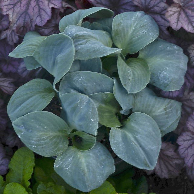 'Blue Elf' Hosta Courtesy of Walters Gardens