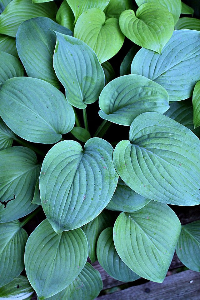 Hosta 'Blue Perfection' Courtesy of Green Hill Farm