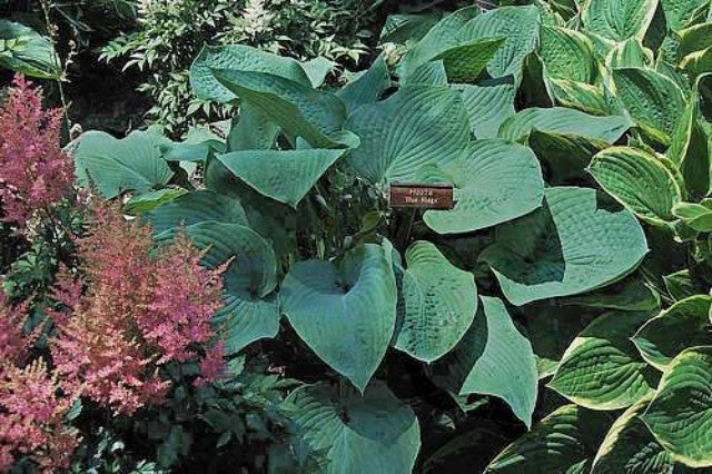 Hosta 'Blue Ridge' Courtesy of The Hosta Library