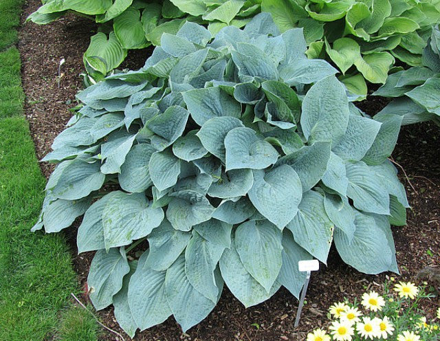'Blueberry Muffin' Hosta Courtesy of Carol Brashear