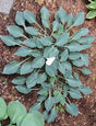 'Blueberry Tart' Hosta Courtesy of Carol Brashear and the Hosta Library