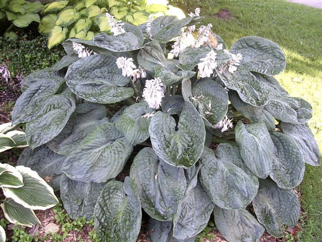 'Blueberry Waffles' Hosta Courtesy of Sandy Brown